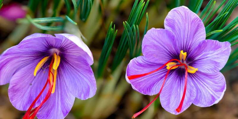 saffron crocus flowers