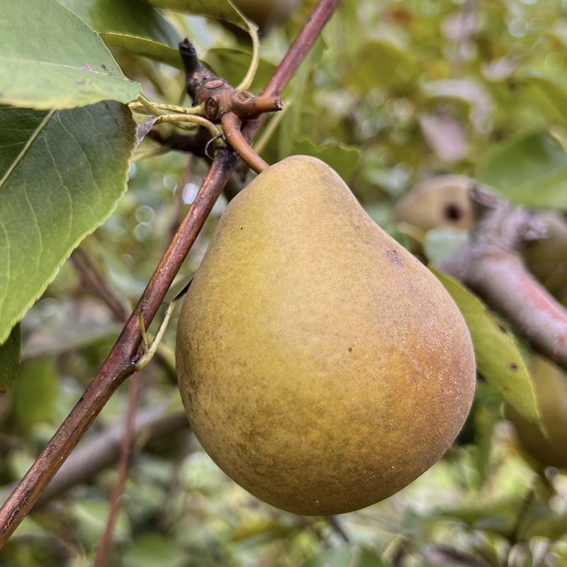 Seckel pear 1 800x800 2