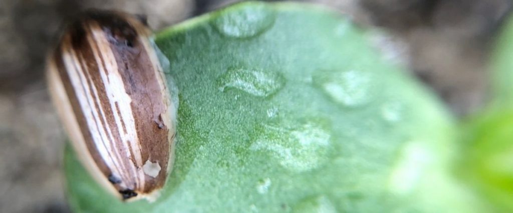 Sunflower Transplant