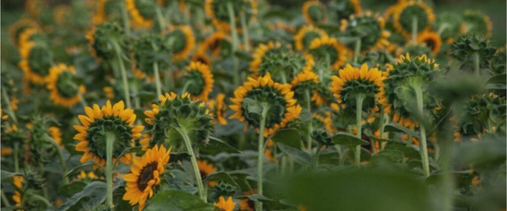 Sunflowers
