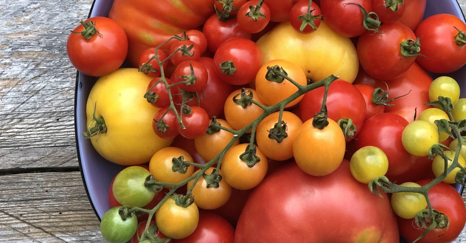 Tomato bowl 1800x942 1