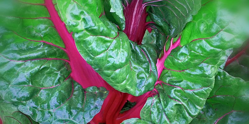 True Magenta Chard