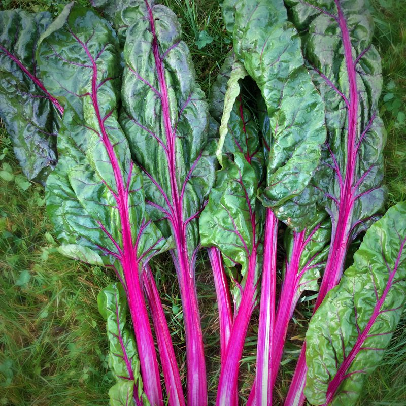 True Magenta Chard 800x800 a