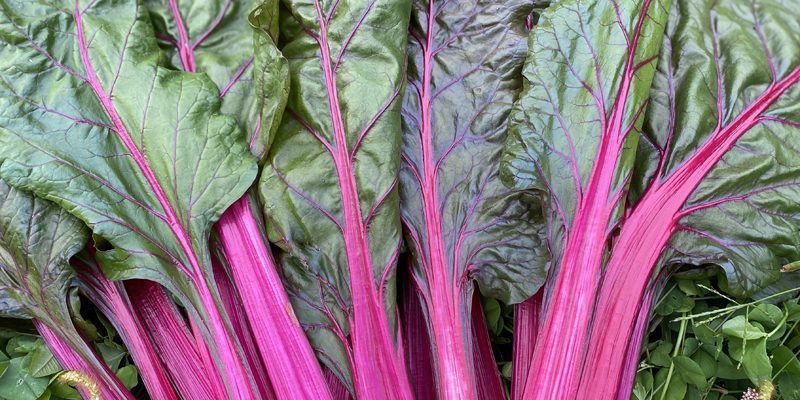 True Magenta swiss chard 800x400 1