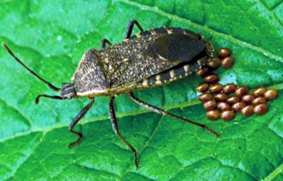 VKSH84yuR6GKch8mgtqP squash bug laying eggs