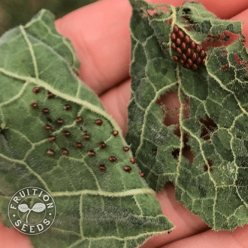 beetle egg comparison