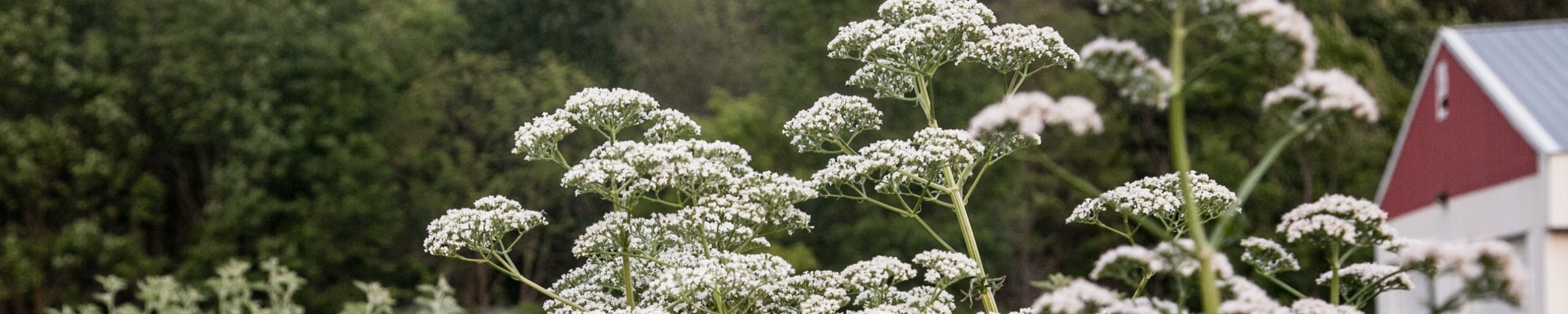 Valerian header 1500x300 1 scaled