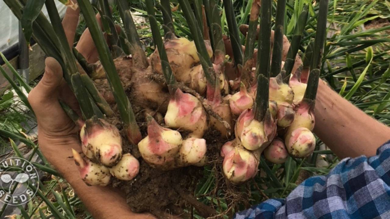 Growing Ginger In Containers Fruition Seeds