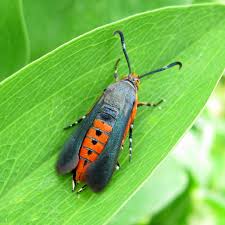 squash_vine_borer_adult.jpg