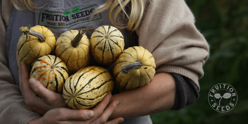 7 Seeds to Resist Transplanting 4 delicata squash