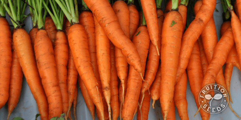 dulcinea carrot