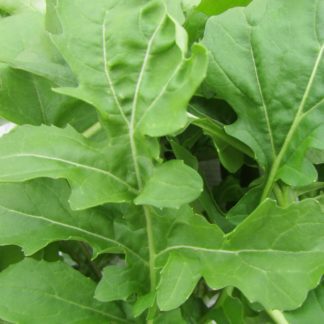 Organic Arugula