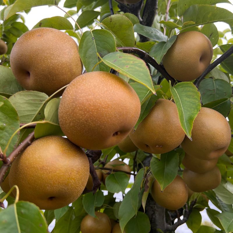 asian pear 1