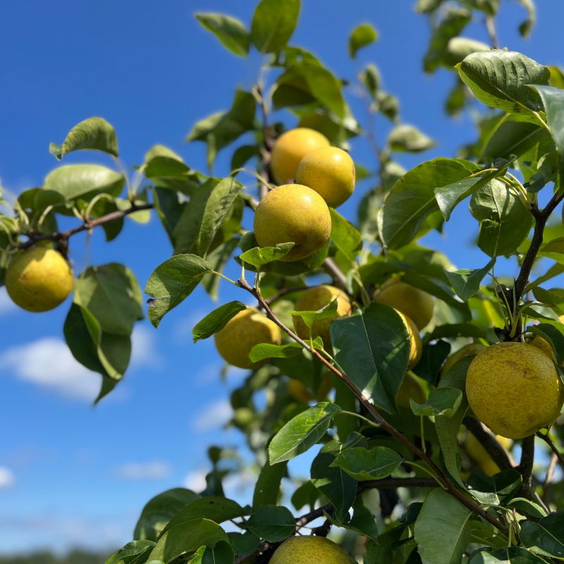 asian pear