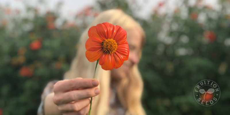 tithonia sunflower