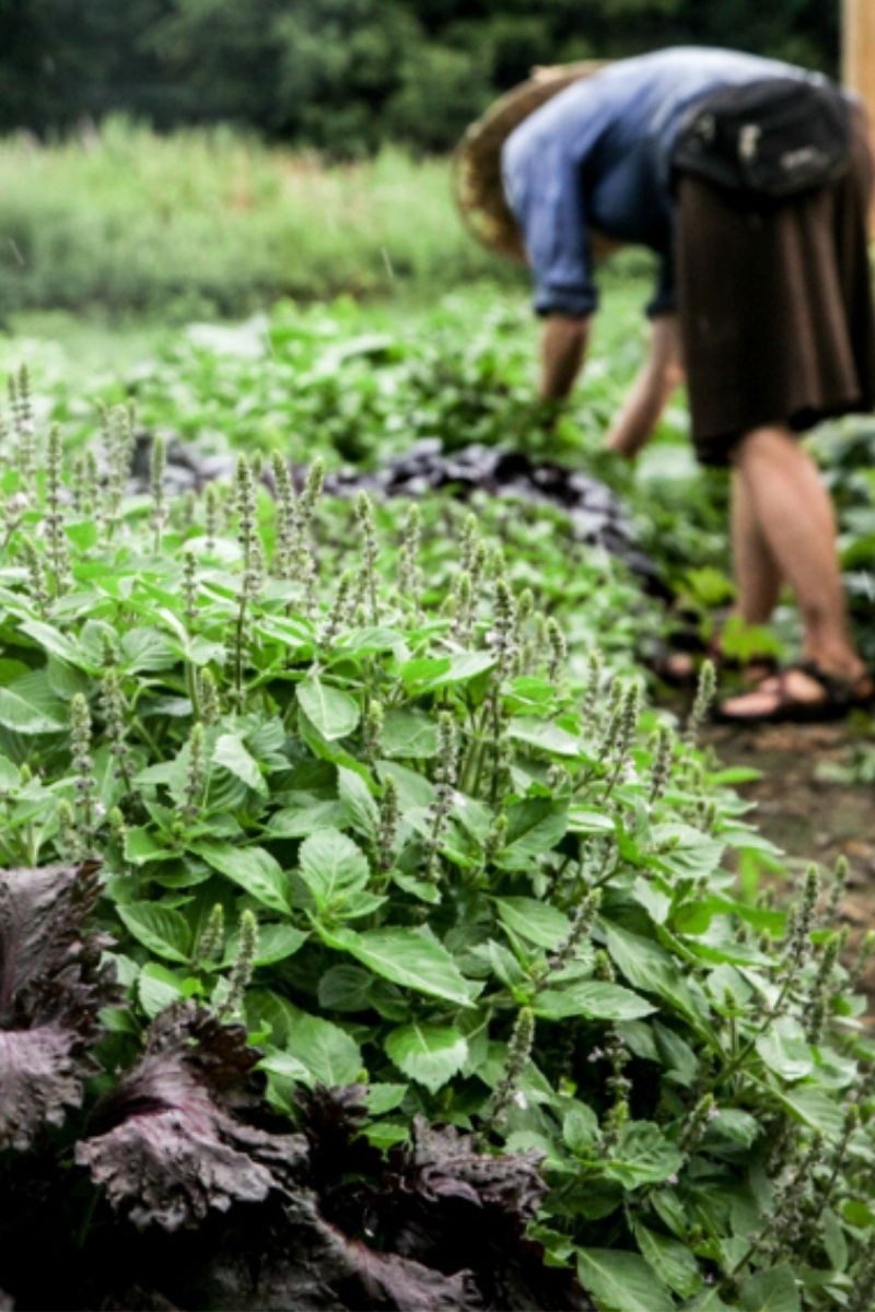 Sowing & Growing Series Basil, Zinnias & Tender Annuals Fruition Seeds