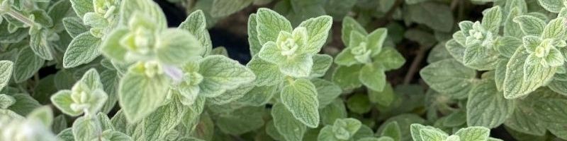 Dirty Fingernails Garden Camp at Fruition! 3 banner Organic zaatar herb