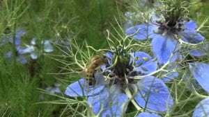 black cumin