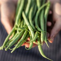 Organic Tavera Bush Filet Bean