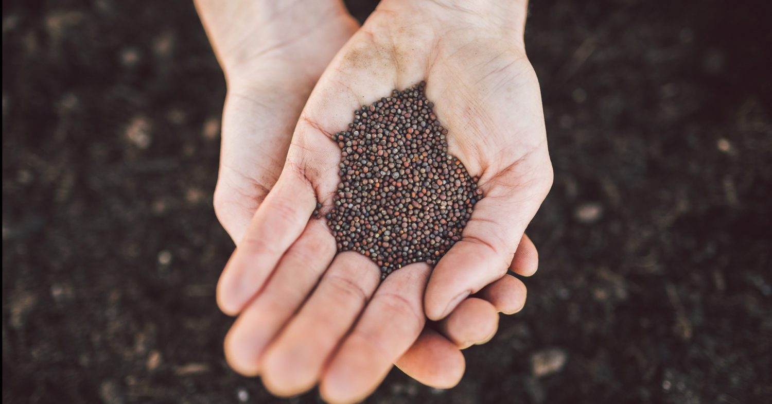 seed saving in hands
