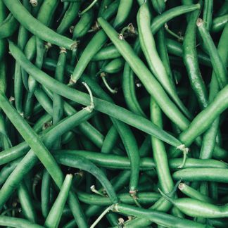 Organic Jade Green Bean - Fruition Seeds