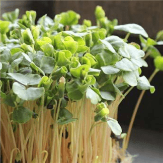 Organic Buckwheat for Microgreens