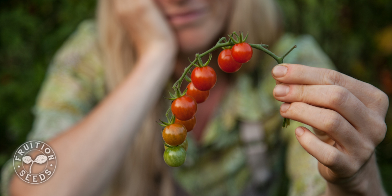 chiapas tomato