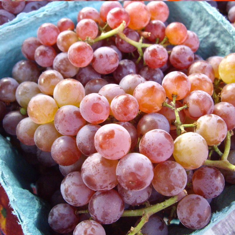 Buy Online Niagara Grape Vine Plants for Fresh Eating, Jams & WIne