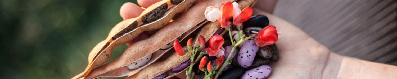 Fruition Seeds photo 24