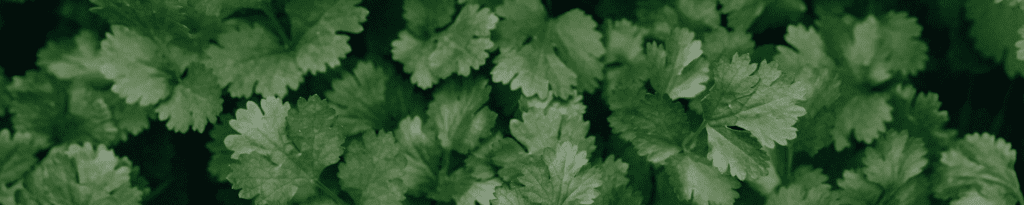 Calendar 2 category header cilantro 3960026 2