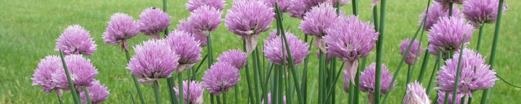 Retailer Program 3 category header organic chives