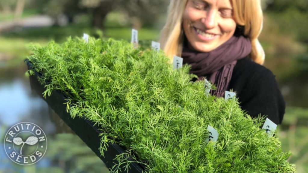 chamomile tray