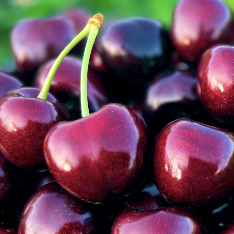 cherry 2 800x800 1