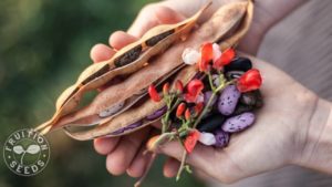 choc runner beans hands