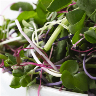 Organic Confetti Mix Radish for Microgreens