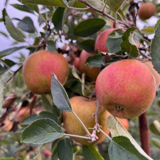 Organic GoldRush Semi-Dwarf Apple Tree - Fruition Seeds