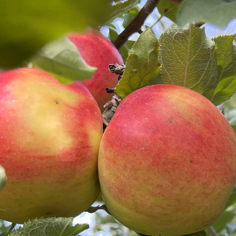 Organic Apple Trees Archives Fruition Seeds