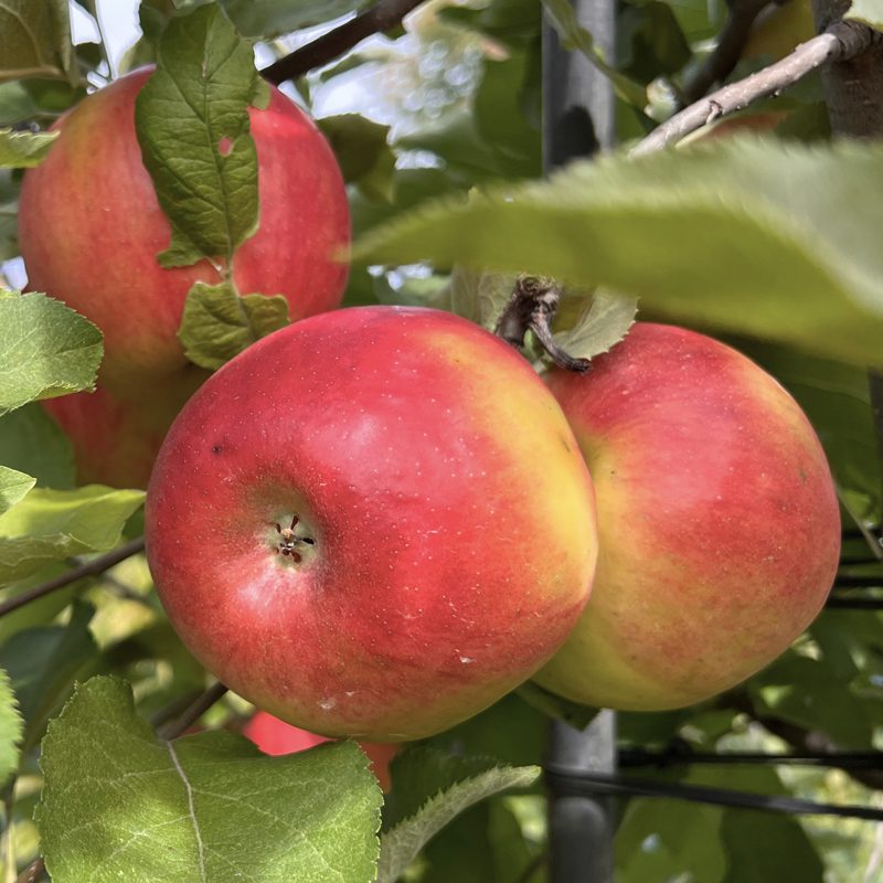 Organic Cordera® Semi-Dwarf Apple Tree - Fruition Seeds