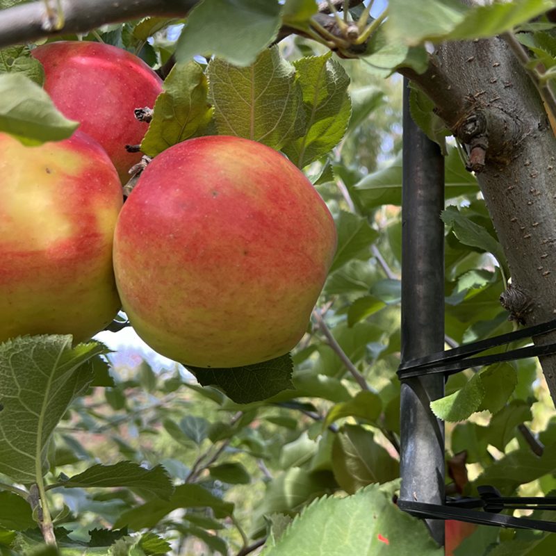 Online Orchards 3 ft. Golden Delicious Apple Tree with Honeyed Sweet Light Gold Fruit