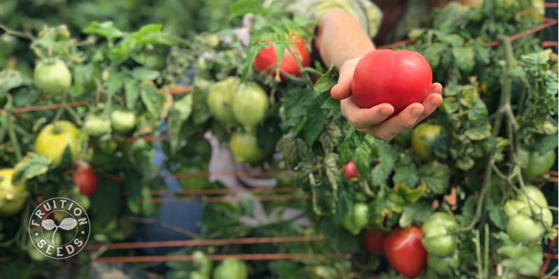 tomato in hand with vines