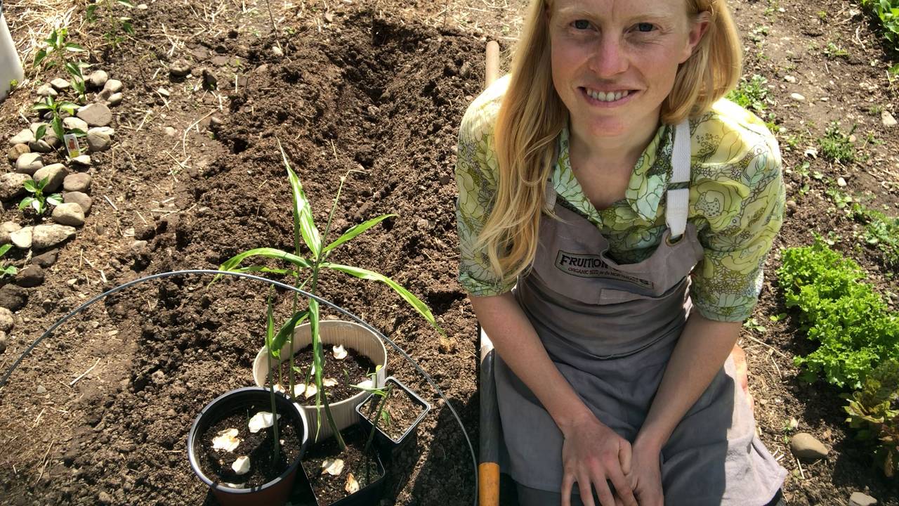 When & Where to Transplant Ginger Fruition Seeds