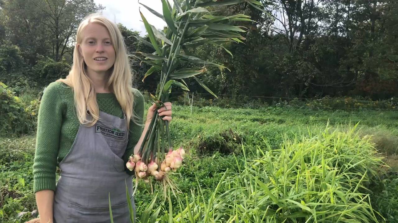 Hilling Ginger Fruition Seeds