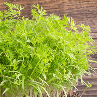 Organic Dill for Microgreens