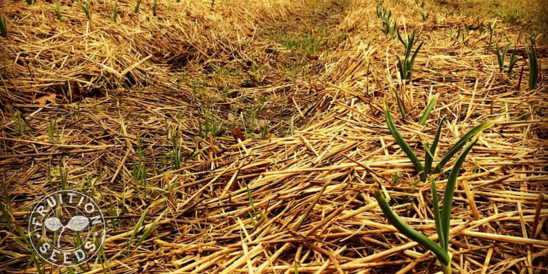 garlic with straw mulch