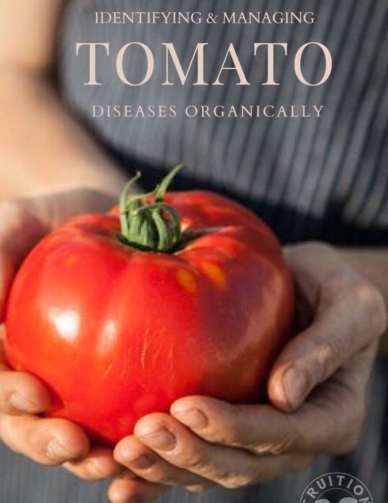 eBook Tomato cover