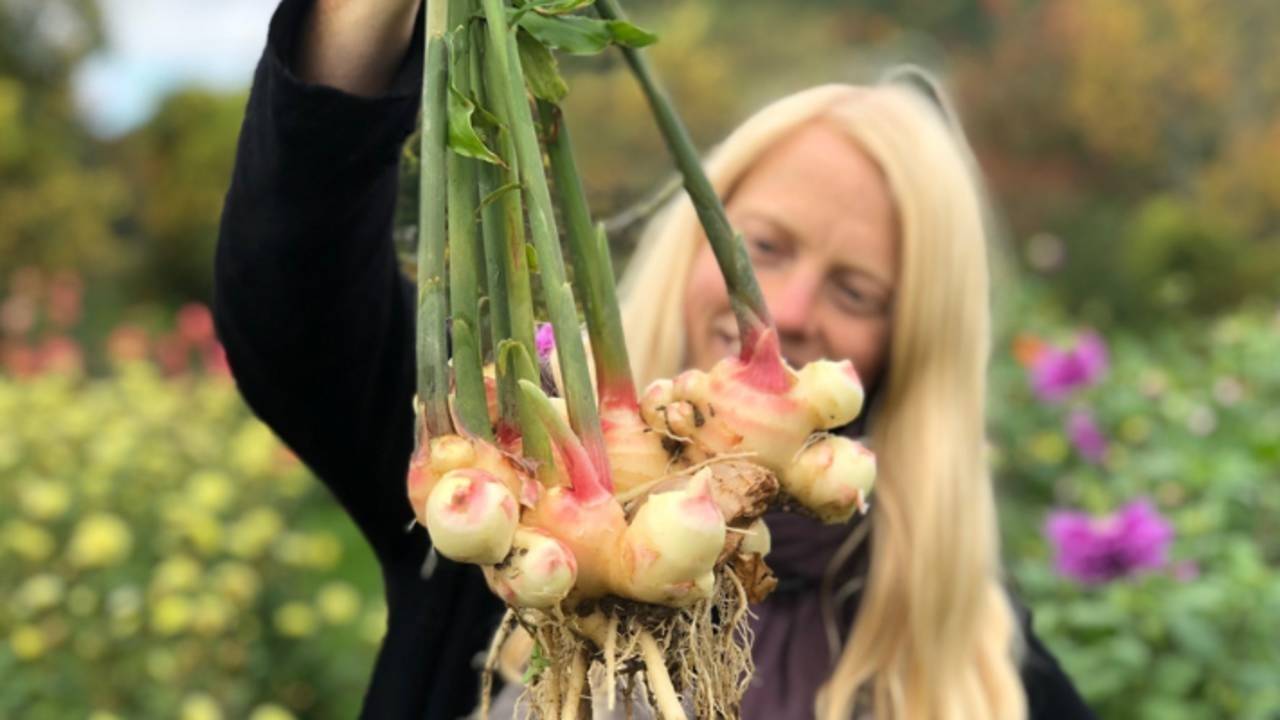 Optimal Soil for Sprouting Ginger Fruition Seeds