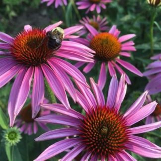 Organic Echinacea