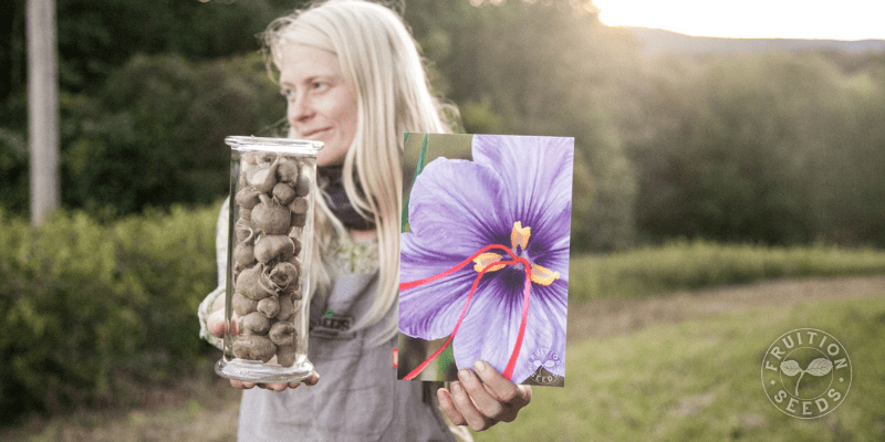 Grow Your Own Saffron! 7