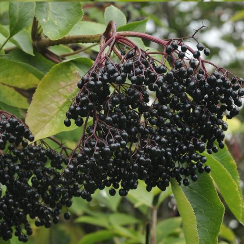elderberry 2