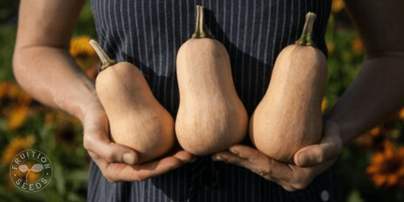 When to Harvest & How to Cure Winter Squash 3
